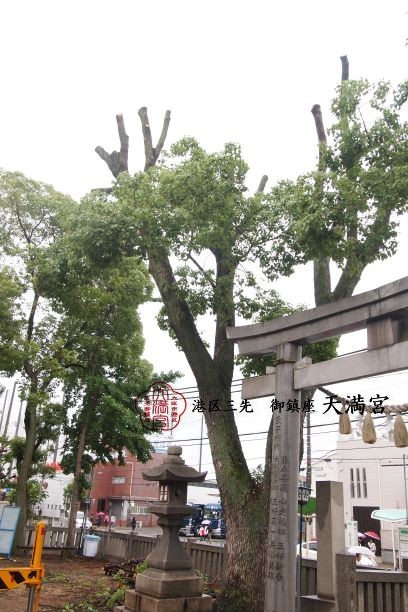 樹木剪定3